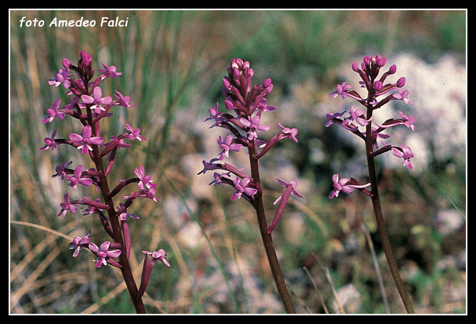 ORCHIDEE DI SICILIA: Orchis brancifortii Bivona Bernardi